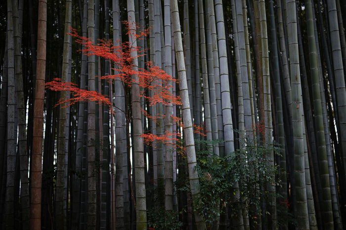 シグマ 24-70mm F2.8 DG DN | Art SIGMA を使ってみました シグマ 24-70mm F2.8 DG DN | Art SIGMA を使ってみました